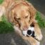 My Ginger dog eating a Panda